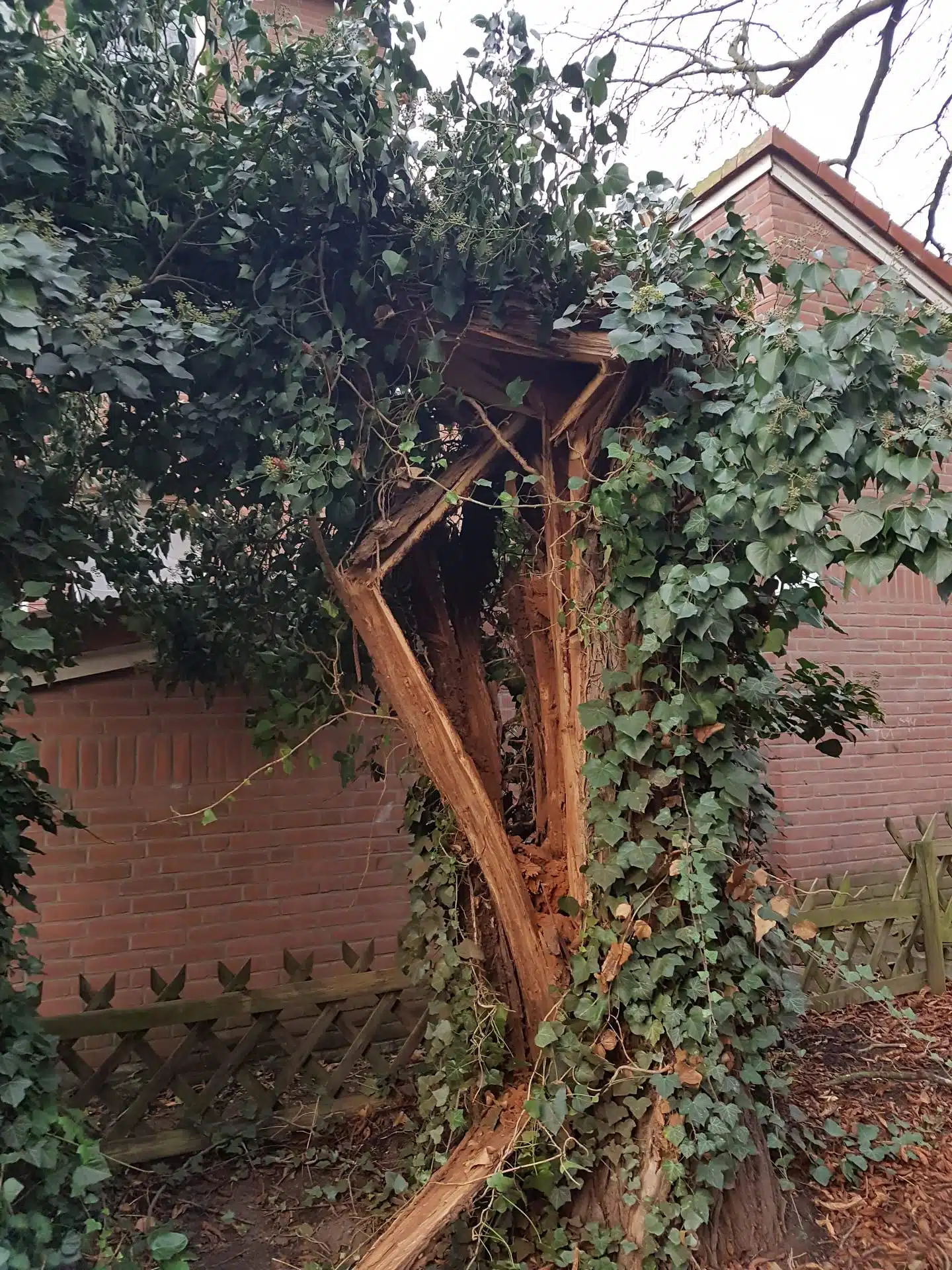Sturmschaden einer Pappel in Hannover
