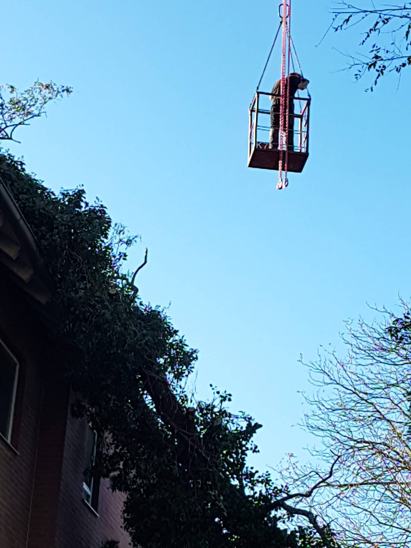 Baumfällung Sturmschaden auf Den Haus Baum wurde mit einen 8 Achser Kran von Haus gehoben und aufgearbeitet in Hannover