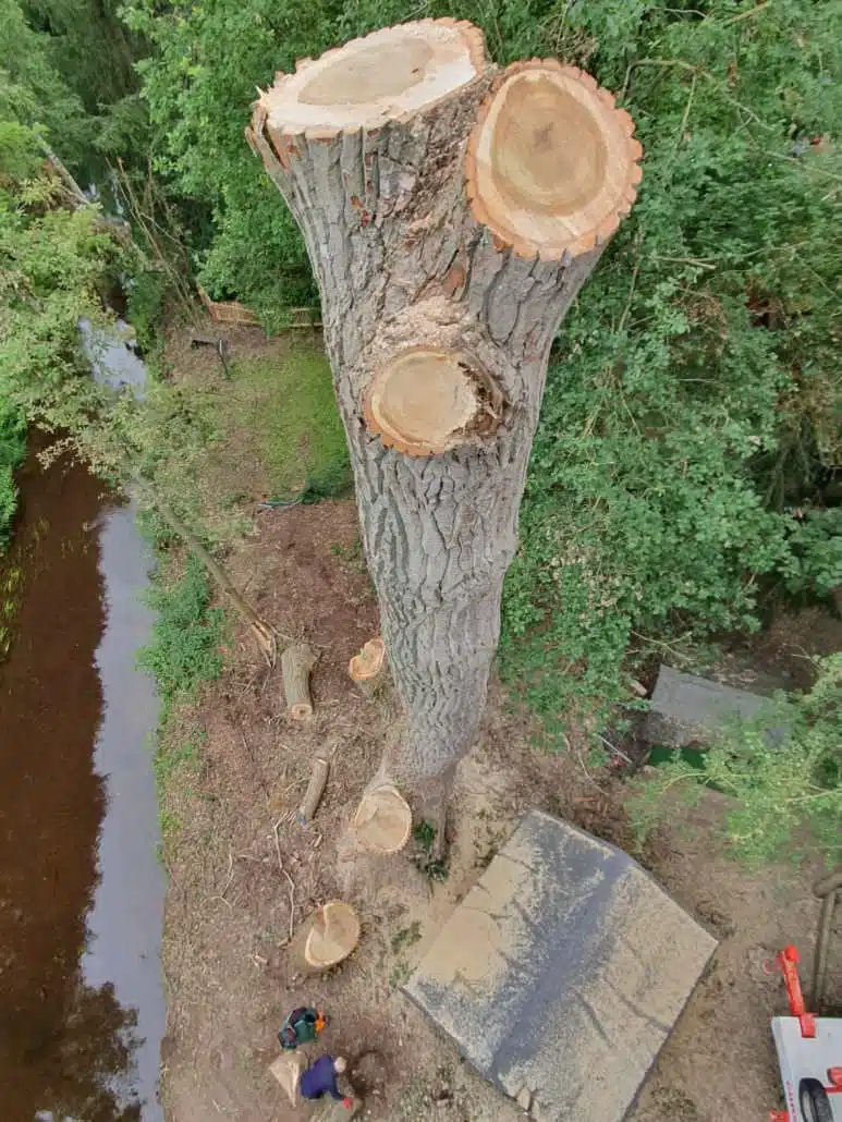 Baumfällung einer Pappelin der Wedemark Mellendorf