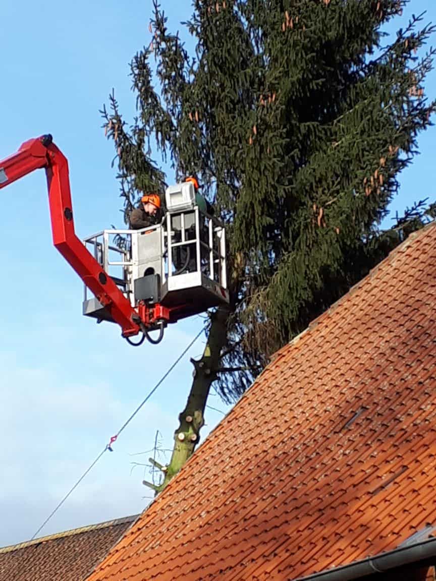 Baumfällung einer 22 Meter Hohen Tanne von einen Sturmschaden in Hohenhameln