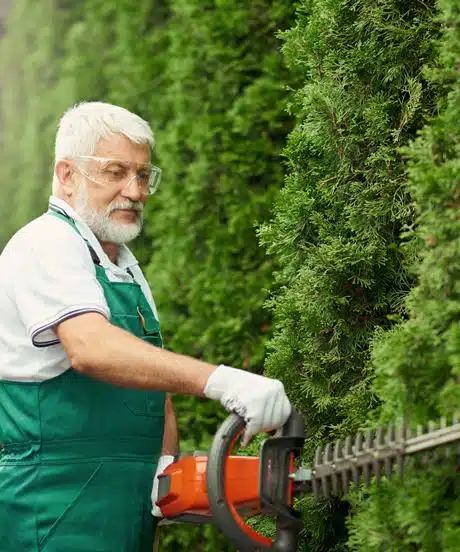 Älterer Gartenbauer stutzt mit der Motor-Heckenschere die Gartenhecke