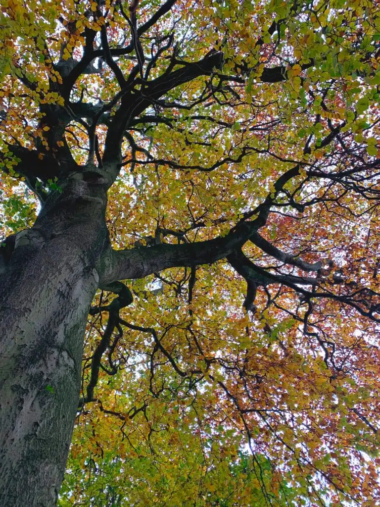 BEAUTIFUL LARGE TREE IN AUTUMN : HUGE BRANCHES AND COLORFUL LEAVES. VIEW FROM BELOW