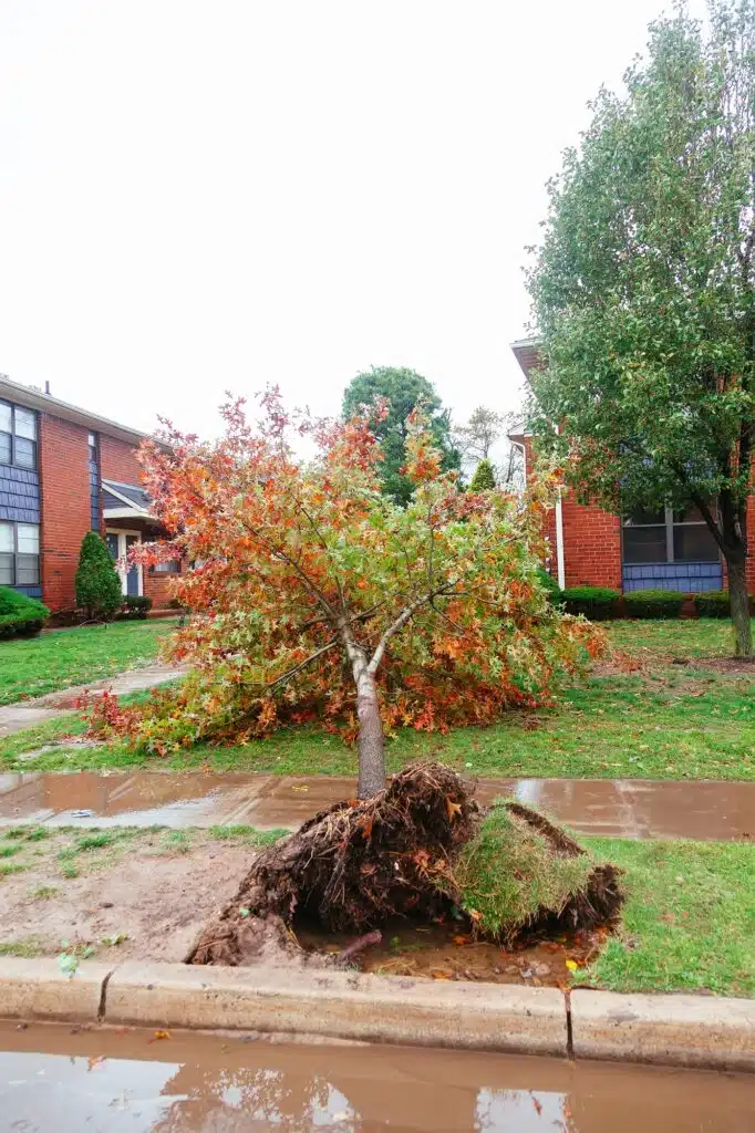 Ein umgestürzter mittelgroßer Baum nach einem Sturm