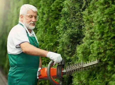 Älterer Gartenbauer stutzt mit der Motor-Heckenschere die Gartenhecke 2