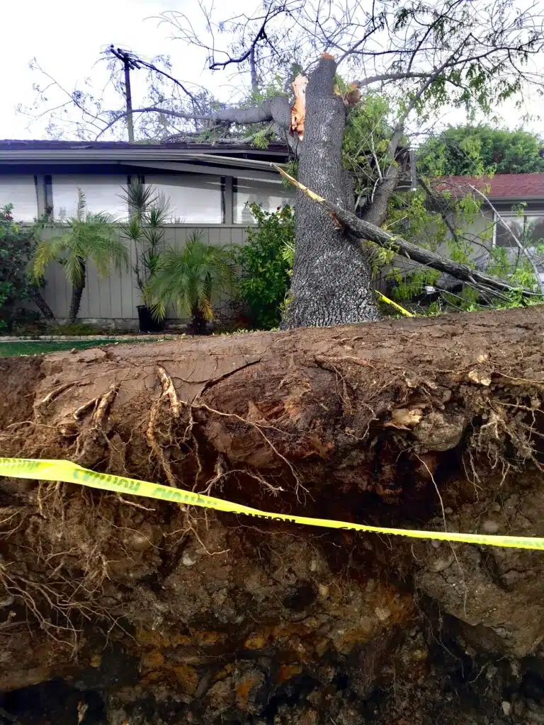 Auswirkungen von Sturmschäden auf das Eigentum. Ein Baum stürzt auf ein Einfamilienhaus in einer Vorstadtsiedlung