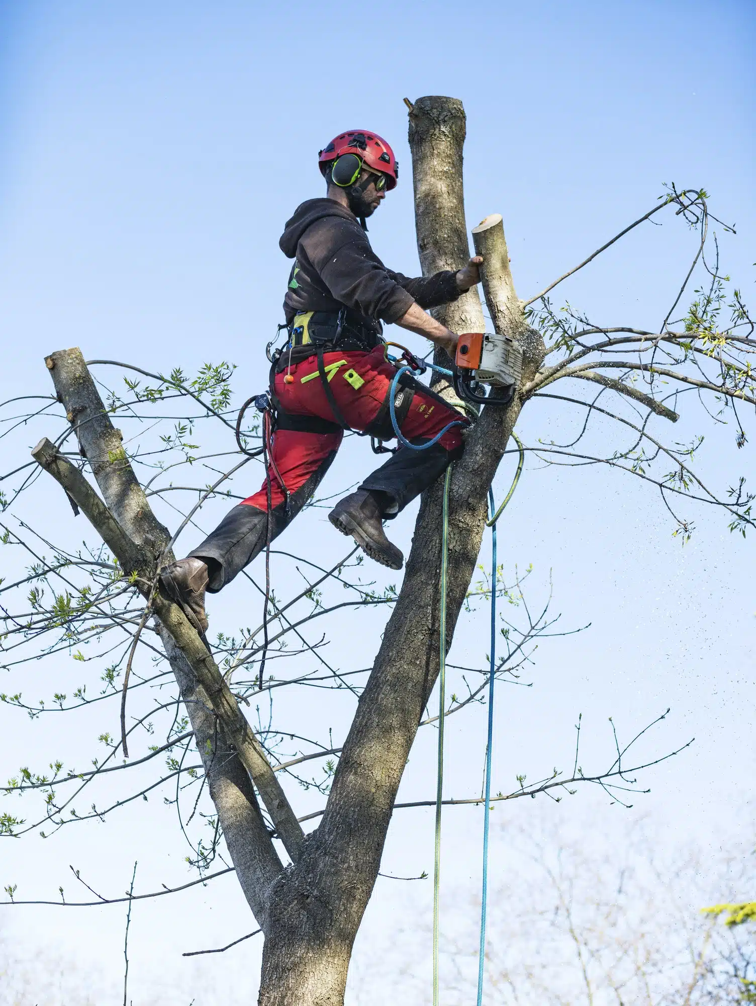 Mit Hilfer der Seilklettertechnik Bäume fällen