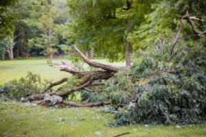 Baum Sturmschadenbeseitigung umgestürzte Bäume