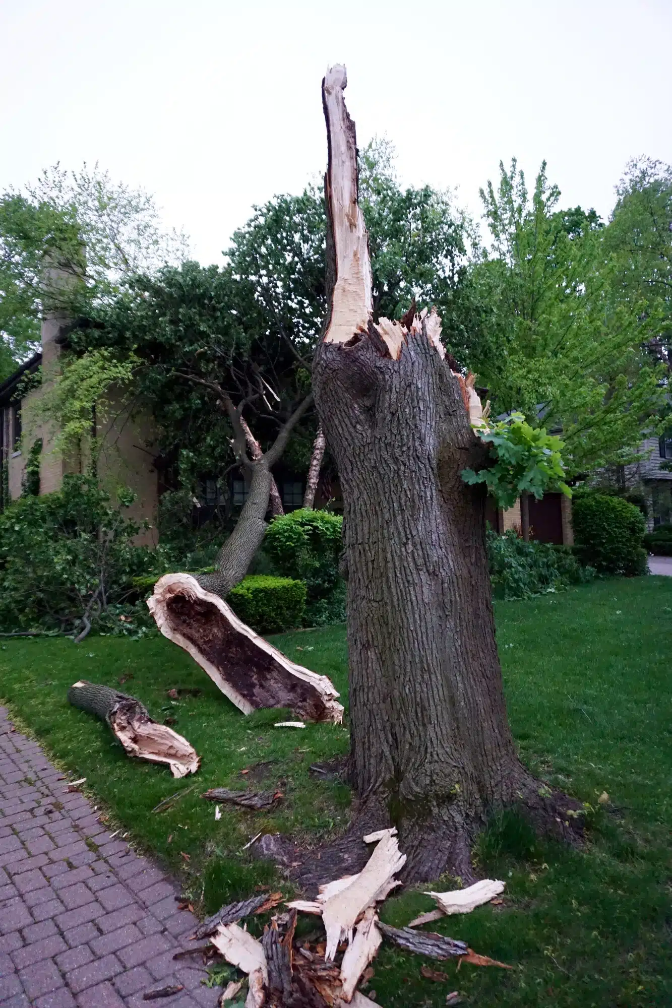 Ein kaputter Baum nach einem Sturm