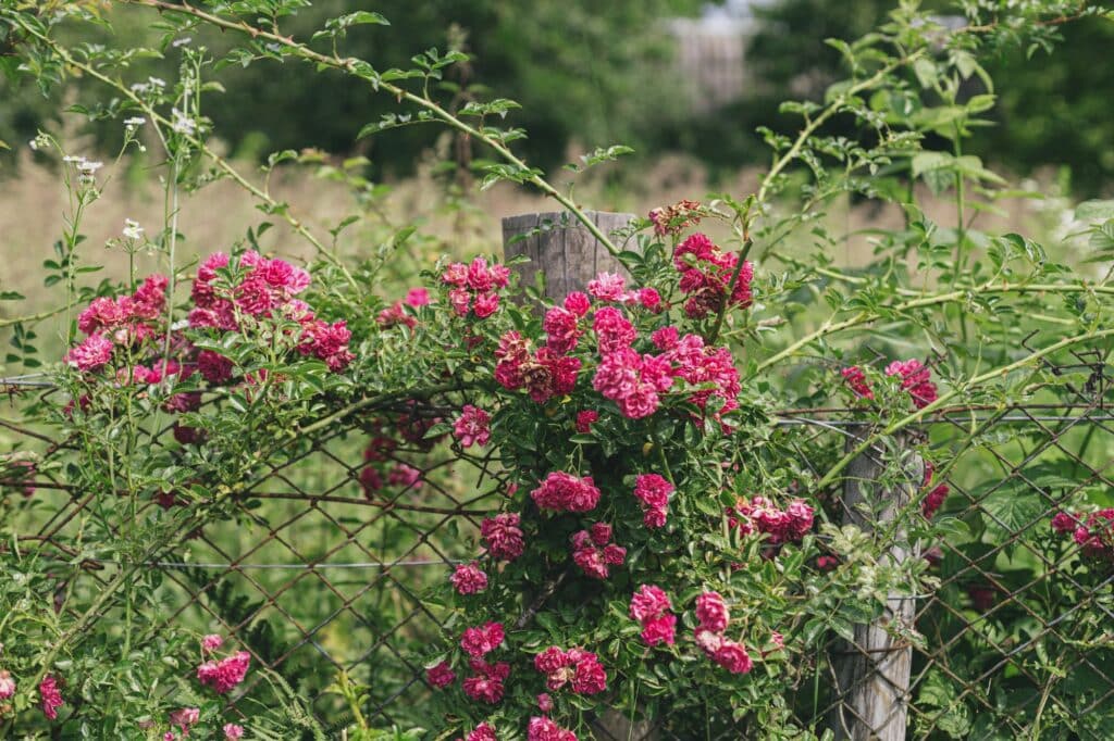 Beautiful pink roses on rustic wooden and iron old fence in forsaken garden, countryside summer