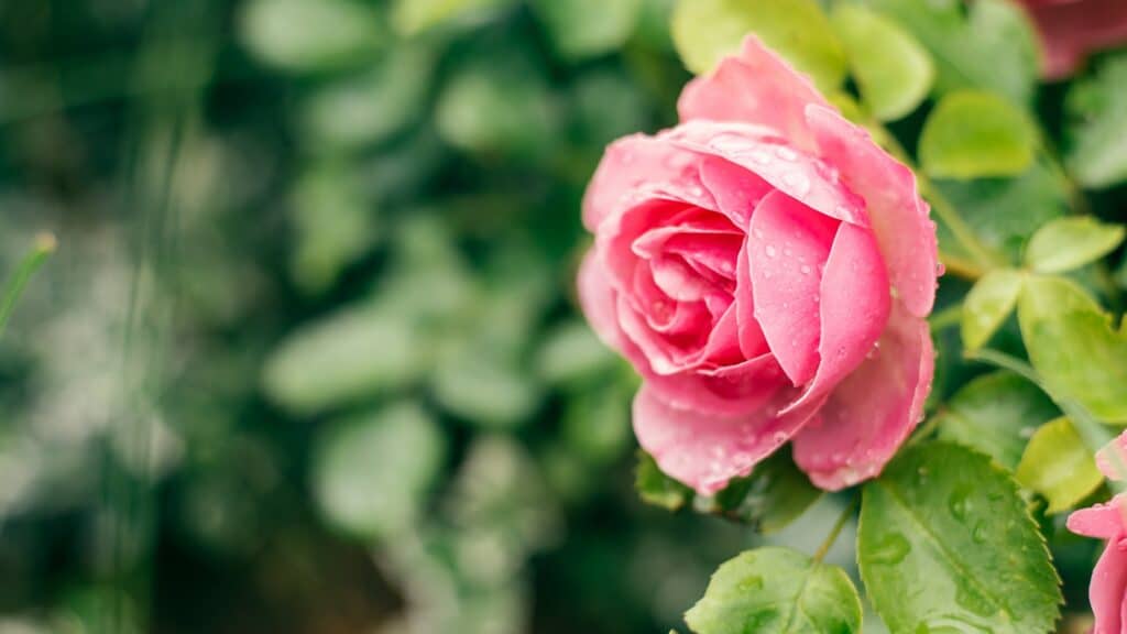 Die Wahl der Rosen für deinen Garten: Leonardo da Vinci Floribunda Rose