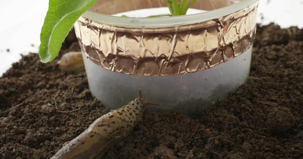 Halten Sie Schnecken mit Kupferband von jungen Pflanzen fern