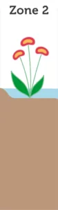 Teich- und Wasserpflanzen Zone 2