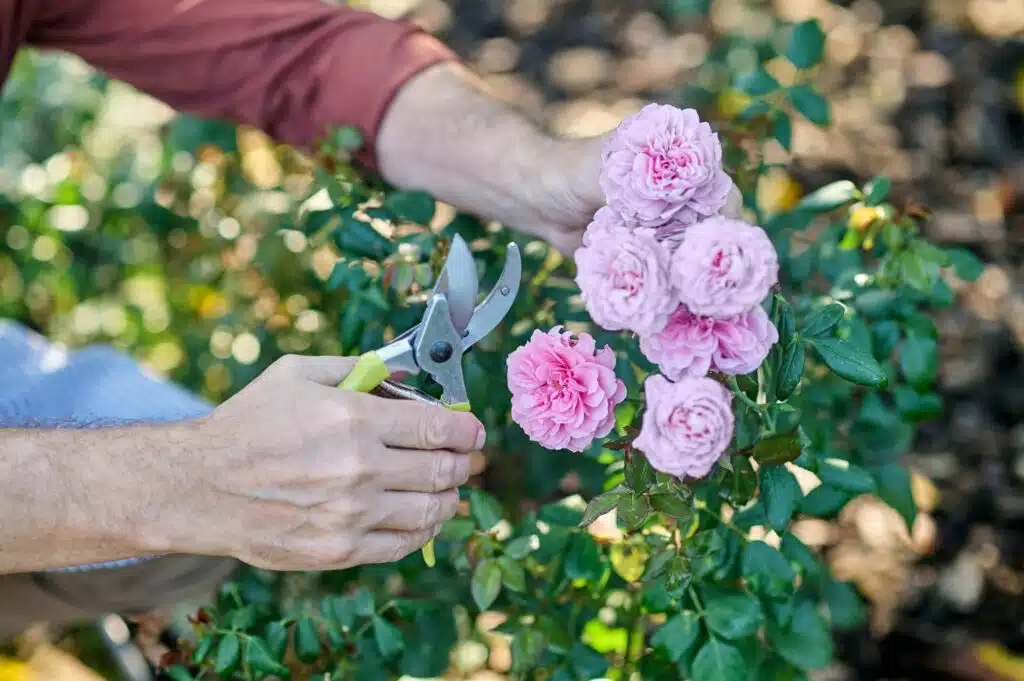 6 wichtige Tipps für die Rosenpflege in Ihrem Rosengarten