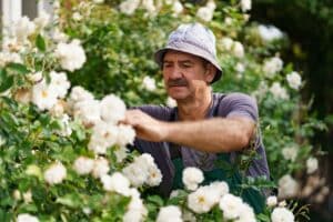 6 wichtige Tipps für die Rosenpflege in Ihrem Rosengarten