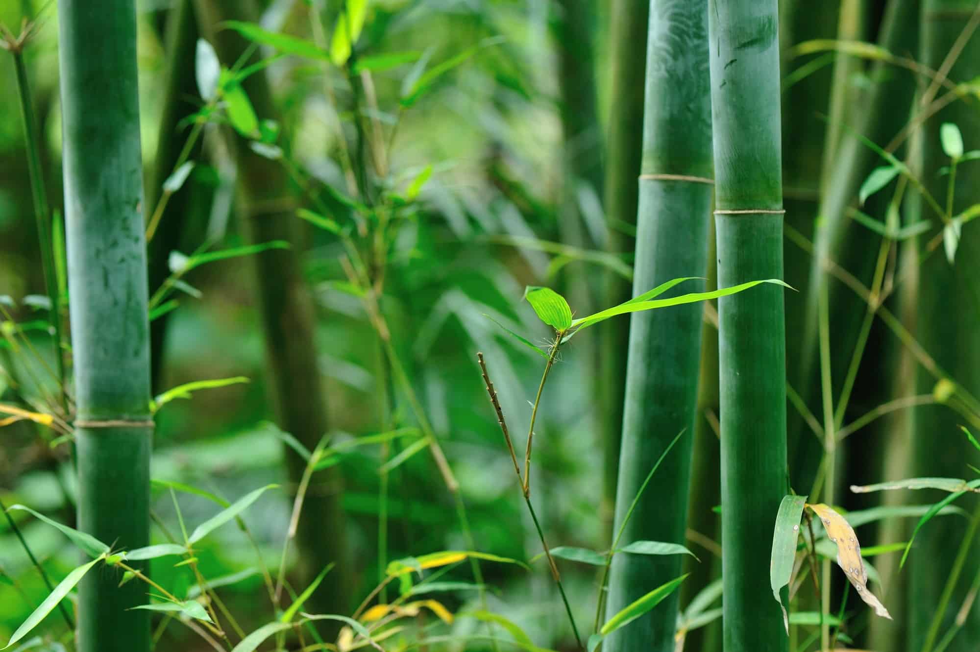 Wie man Bambus im Garten anpflanzt