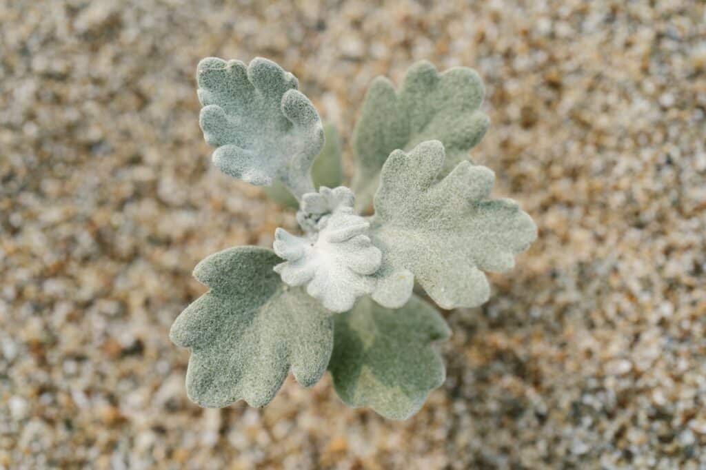 Gartenpflanzen im Zeichen des Klimawandel: Artemisia Stelleriana auf dem Sand. Eine Pflanze, die resistent gegen Trockenheit und Frost ist.