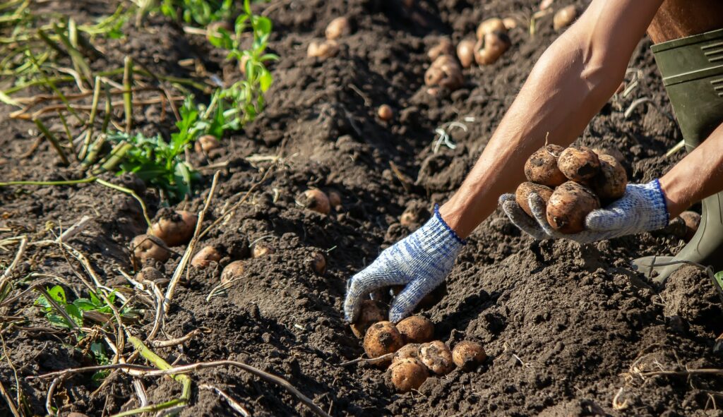 Kartoffeln wurden im 16. Jahrhundert in Europa eingeführt