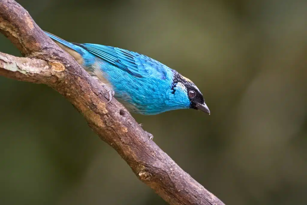 Tanager looking for food from a branch