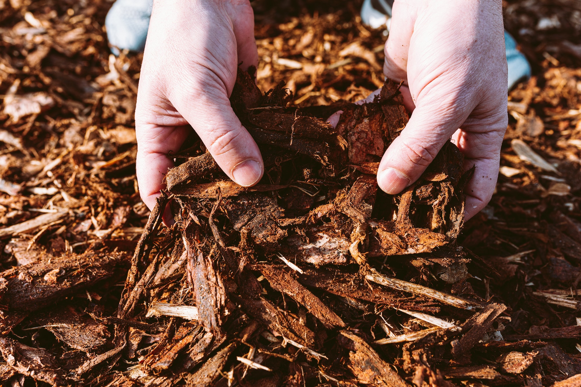 Wood chips, mulch in hands
