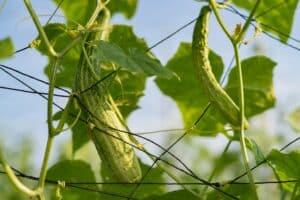 Lebensmittel im Garten anbauen