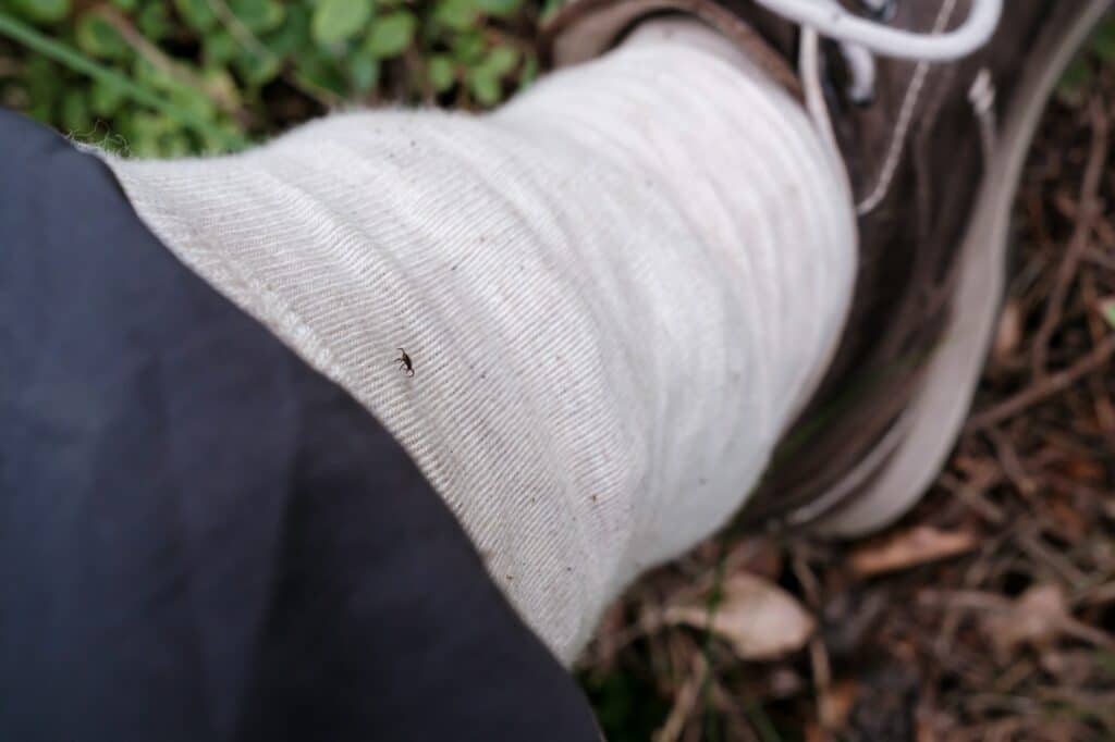 Schutz vor Zeckenbissen, Hosenbein in die Socke gesteckt, um Parasiten auf der Kleidung zu entdecken