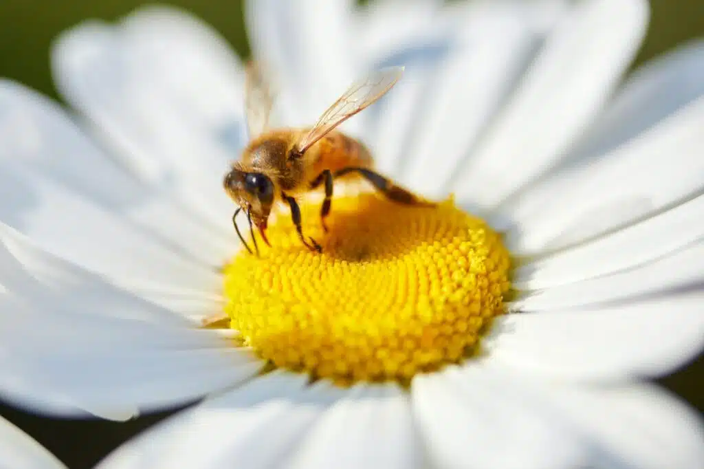 Bienenfreundliche Gärten fördern
