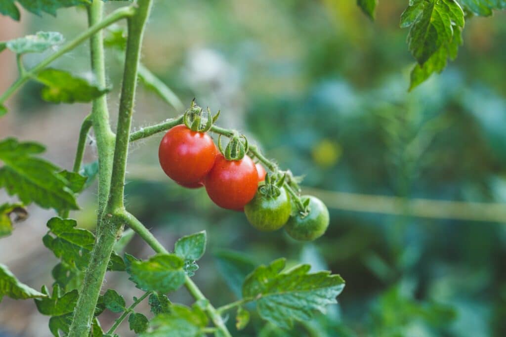 Tomatenanbau im Garten
