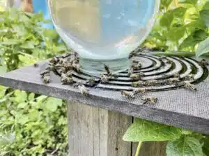 DIY Bienentränke zum selber bauen