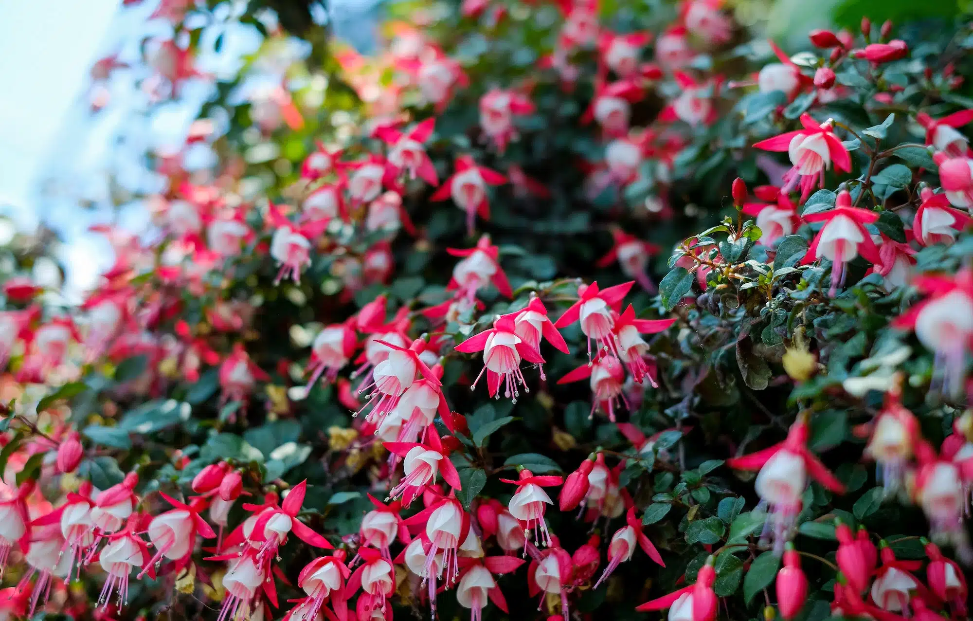 Der umfassende Fuchsien-Pflanzenführer Flowering fuchsia bush