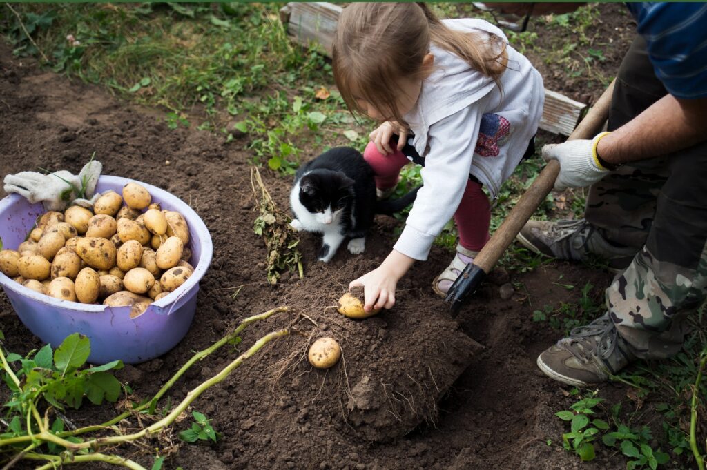Je nach Wetterlage sind Salatkartoffeln und Frühkartoffeln im Juli erntereif.