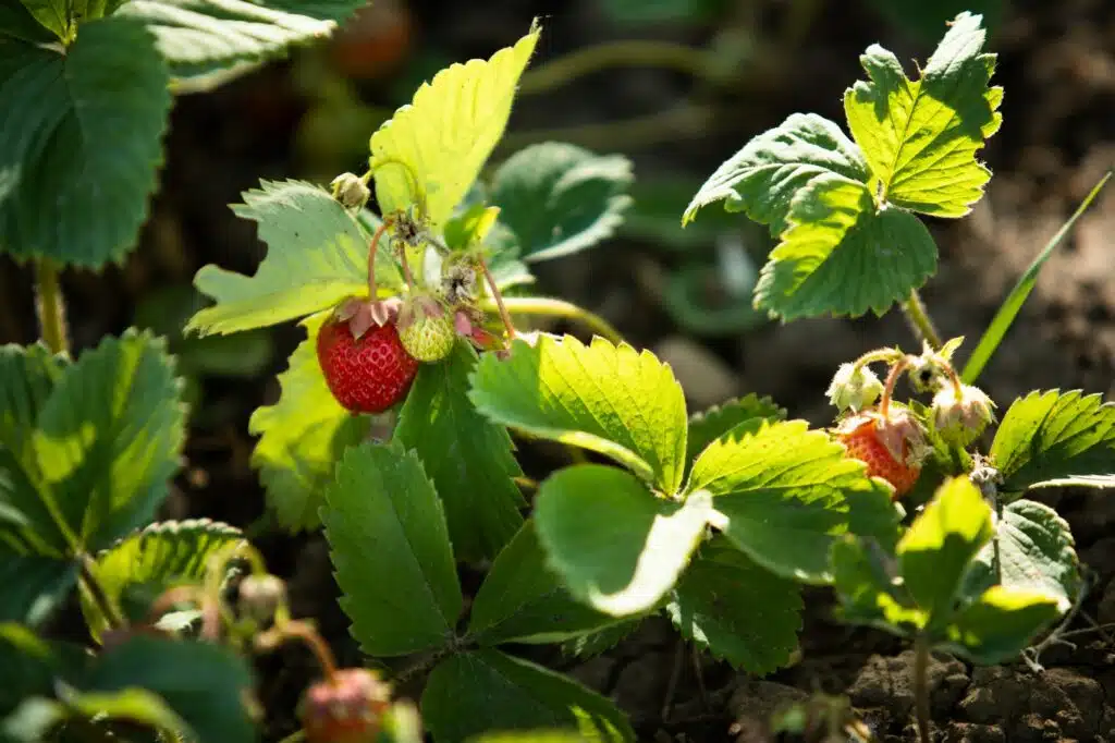 Erdbeeren im Gemüsegarten im Juli