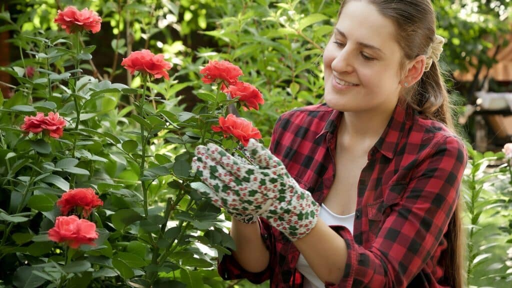 Eine junge Frau bei der Arbeit im Garten im Juli, die abgestorbene Blätter schneidet und verblühte Rosenblütenblätter entfernt