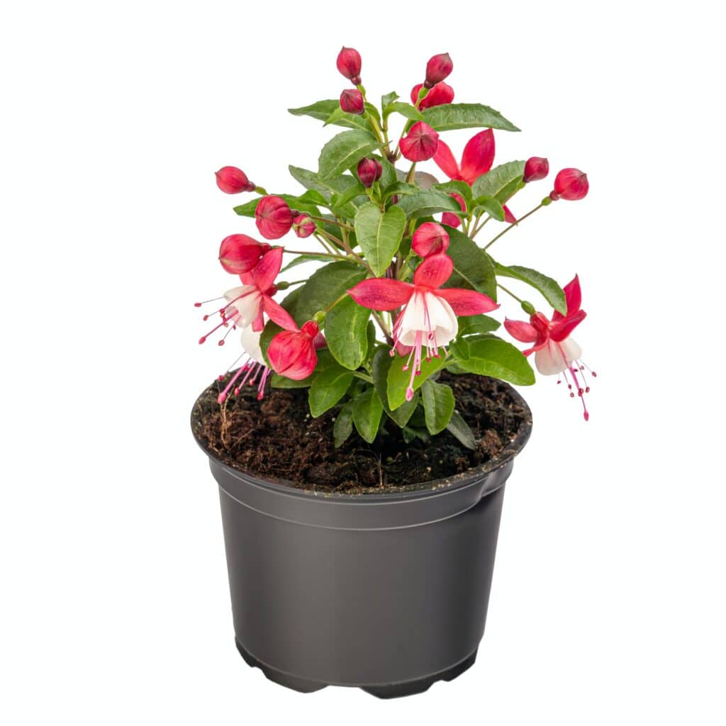Der  Fuchsien-Topf, den (fast) jeder noch aus der Schule kennt