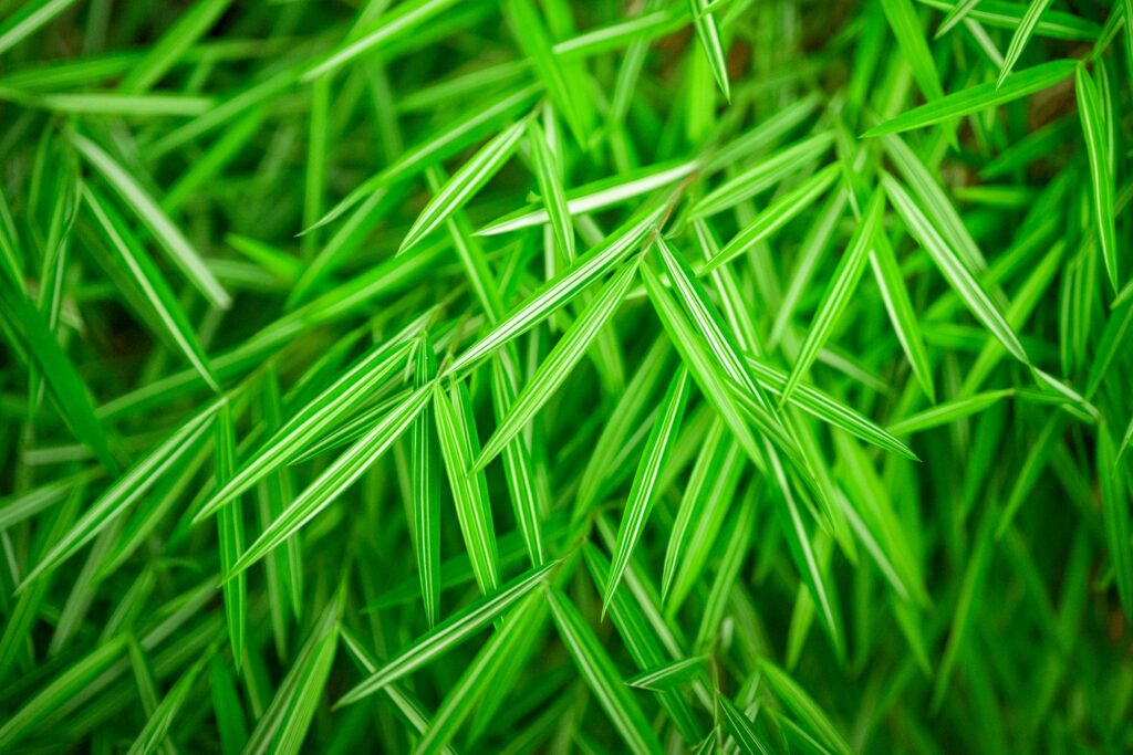 Den Garten vor starkem Wind und Sturm schützen