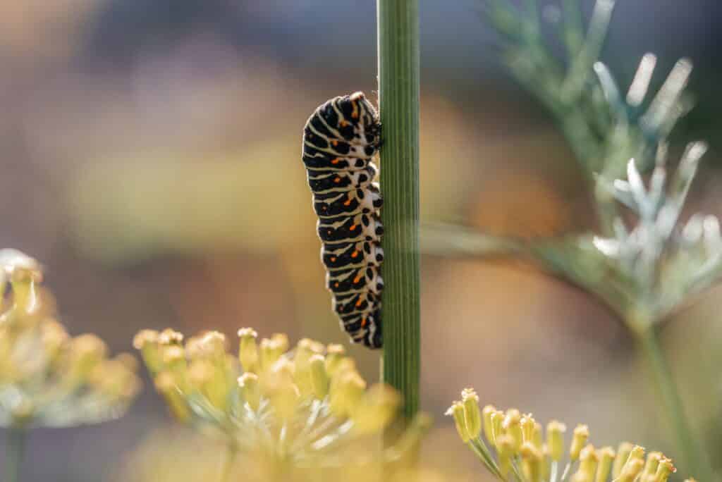Raupe des Schmetterlings Popilio am Dillstängel, Gartenschädlinge