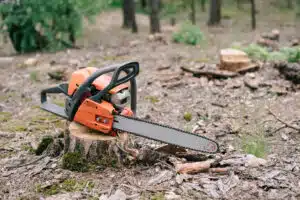 Leitfaden für die professionelle Baumentfernung