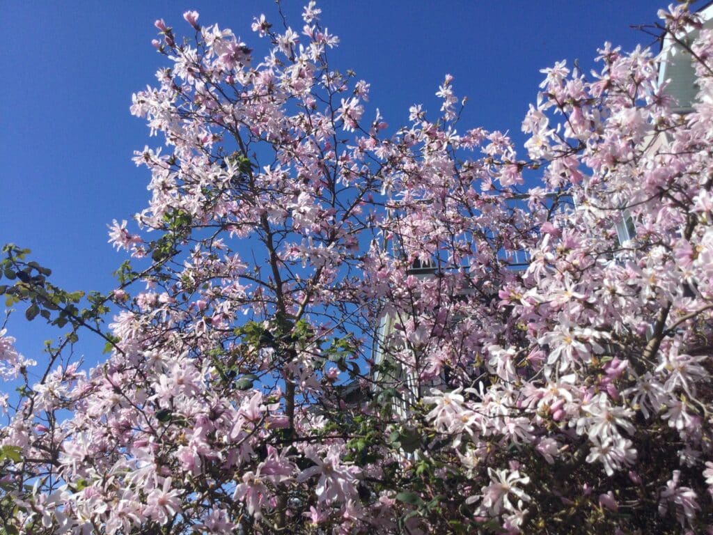 Früh blühende Magnolien