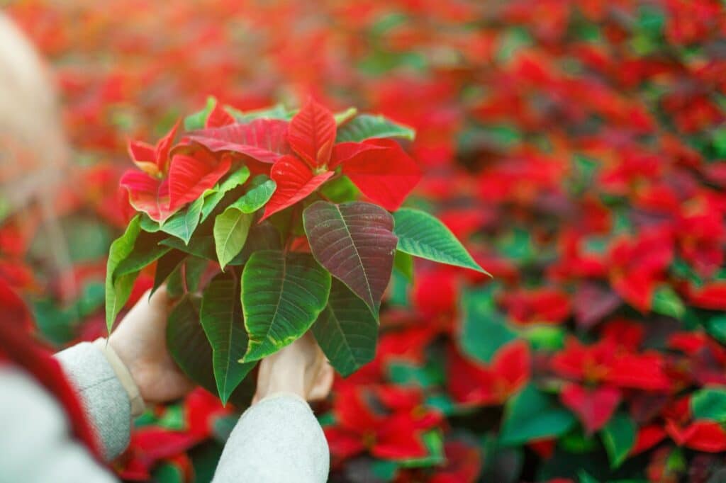 Strauß blühender Weihnachtssternblüten. Leuchtend rote Christrosenblätter.
