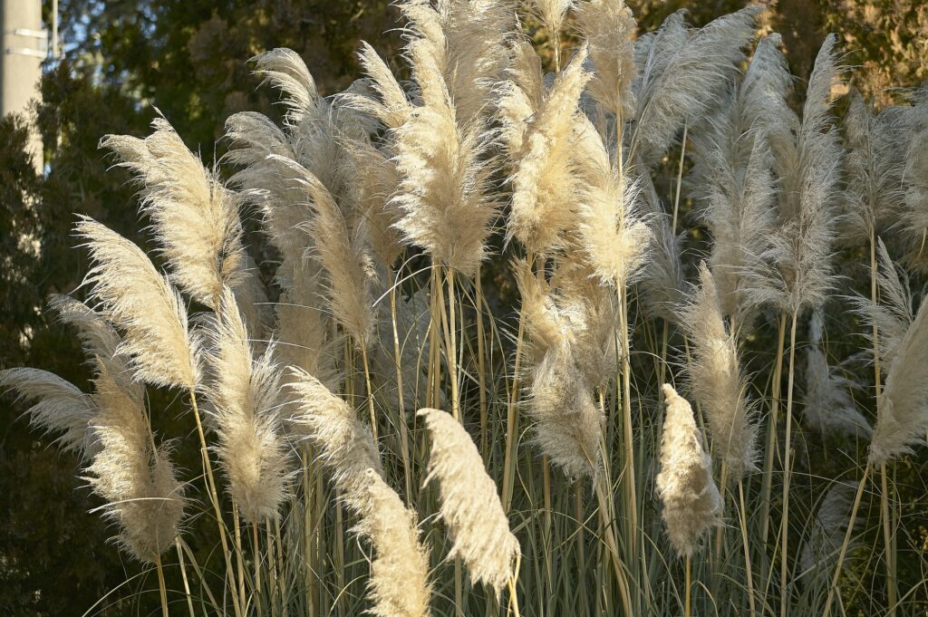 Das Gras der Pampa