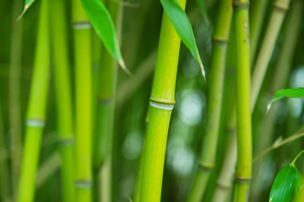 Bambus anpflanzen: Der ideale Zeitpunkt um Bambus anzupflanzen