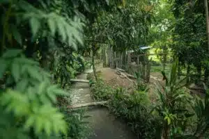 Der ideale Zeitpunkt um Bambus anzupflanzen
