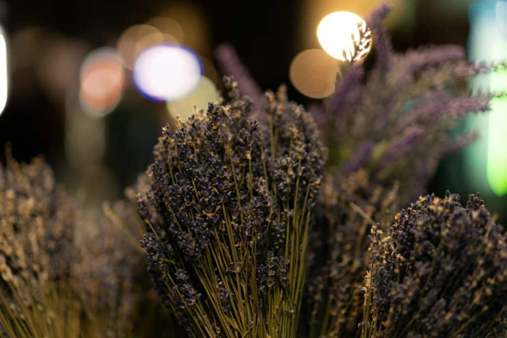 Lavendel vertreibt Schnecken