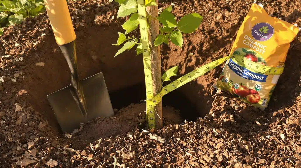 Obstbäume richtig pflanzen