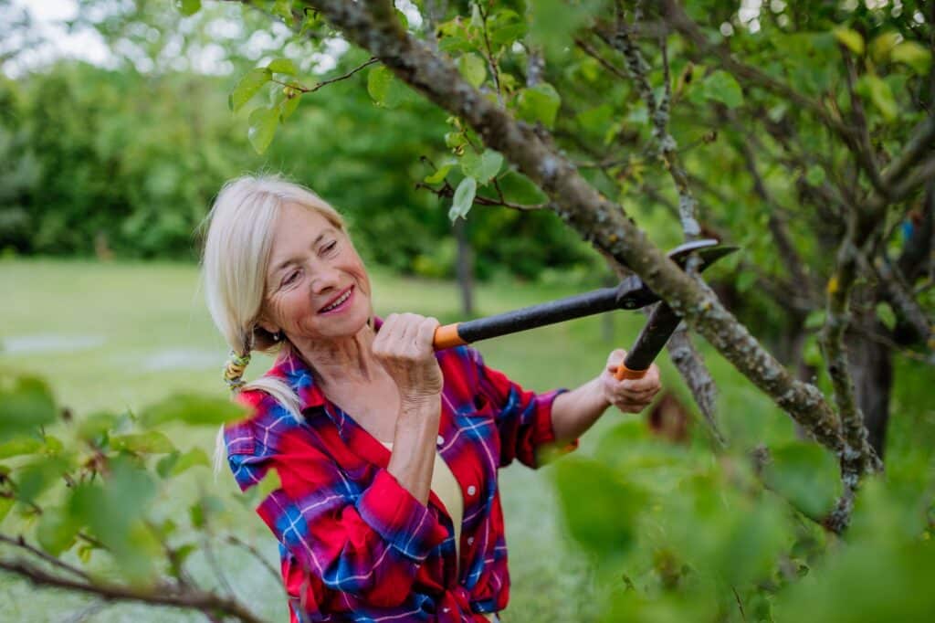 Senior Frau Gartenarbeit im Sommer, Schneiden von Zweigen und Beschneiden Obstbaum, Gartenarbeit Konzept.
