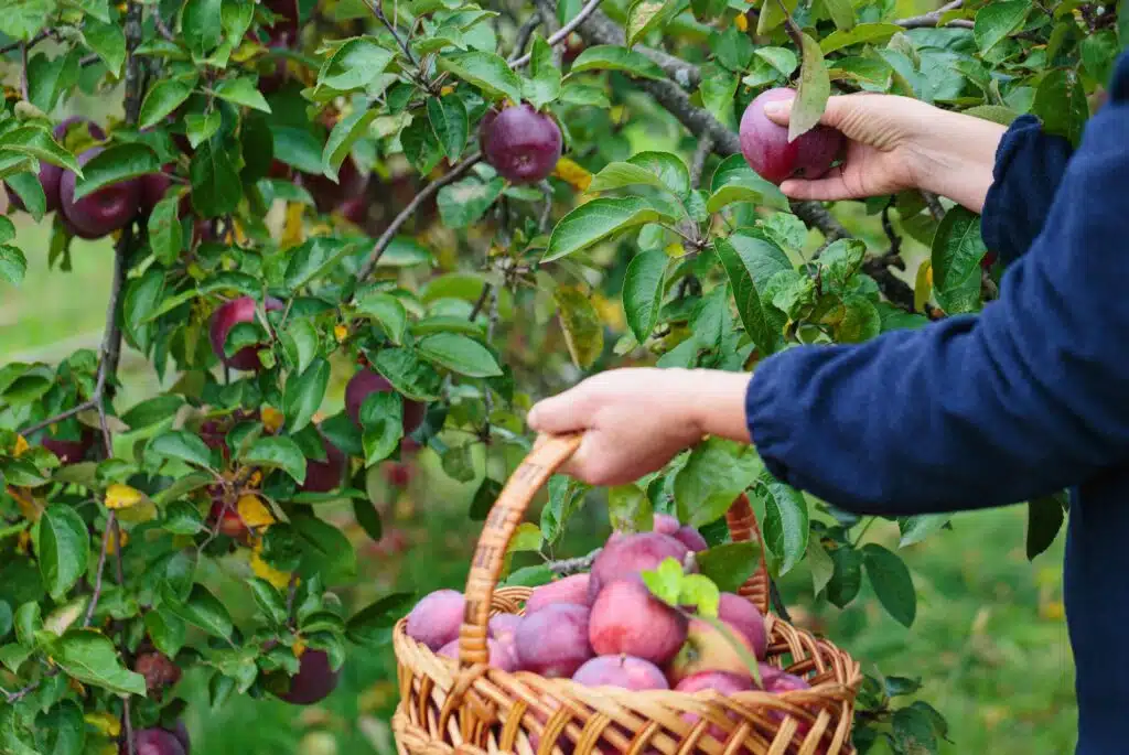 Frau hält Weidenkorb und erntet Äpfel vom Obstbaum