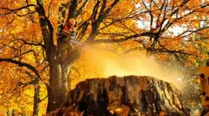 Herbstbaumpflegepraktiken