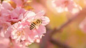 blühende Felder und Insektenschutz