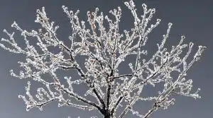 Vor- und Nachteile des Baumschnitts bei Frost