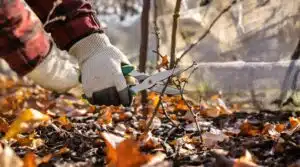 Gartenarbeiten im November
