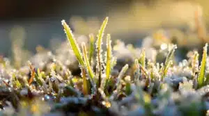 Rasenpflege nach Frost